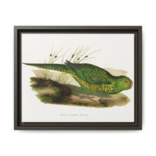 Green Ground Parrot (Pezoporus wallicus) colored wood-engraved plate by Alexander Francis Lydon - NOMADEN ART GALLERY