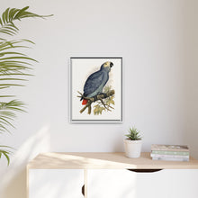 Grey Parrot (Psittacus erithacus) colored wood-engraved plate by Alexander Francis Lydon.