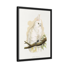 Goffin's Cockatoo (Cacatua goffiniana) colored wood-engraved plate by Alexander Francis Lydon.