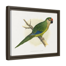Golden-Crowned Conure (Aratinga auricapillus) colored wood-engraved plate by Alexander Francis Lydon