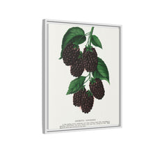 Lucretia Dewberry lithograph. Digitally enhanced from our own original 1900 edition plates of Botanical Specimen published by Rochester Lithographing