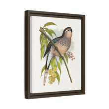 Bourke's Parrakeet (Neopsephotus bourkii) colored wood-engraved plate by Alexander Francis Lydon.