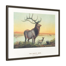 The Wapiti from Zoological sketches (1861-1867) by Joseph Wolf and Philip Lutley Sclater