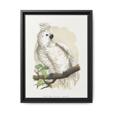 Great White-Crested Cockatoo (Cacatua alba) colored wood-engraved plate by Alexander Francis Lydon - NOMADEN ART GALLERY