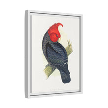 Gang-Gang Cockatoo (Callocephalon fimbriatum) colored wood-engraved plate by Alexander Francis Lydon