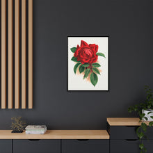 Red rose, Alfred Colomb lithograph. Digitally enhanced from our own original 1900 edition plates of Botanical Specimen published by Rochester Lithographing