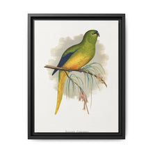 Elegant Parrakeet (Neophema elegans) colored wood-engraved plate by Alexander Francis Lydon - NOMADEN ART GALLERY