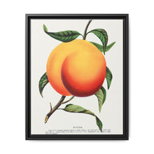 Foster peach lithograph. Digitally enhanced from our own original 1900 edition plates of Botanical Specimen published by Rochester Lithographing - NOMADEN ART GALLERY