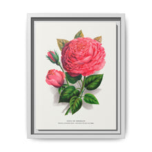 Pink rose, Anna De Diesbach lithograph. Digitally enhanced from our own original 1900 edition plates of Botanical Specimen published by Rochester Lithographing - NOMADEN ART GALLERY