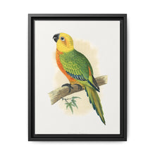 Jendaya Conure (Aratinga jandaya) colored wood-engraved plate by Alexander Francis Lydon. - NOMADEN ART GALLERY