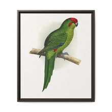 New Zealand Parrakeet (Cyanoramphus novaezelandiae) colored wood-engraved plate by Alexander Francis Lydon - NOMADEN ART GALLERY