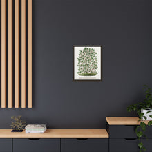 Hardy Magnolia tree lithograph. Digitally enhanced from our own original 1900 edition plates of Botanical Specimen published by Rochester Lithographing