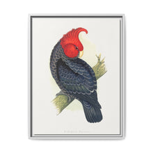 Gang-Gang Cockatoo (Callocephalon fimbriatum) colored wood-engraved plate by Alexander Francis Lydon - NOMADEN ART GALLERY