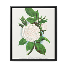 Rose, Perpetual White Moss lithograph. Digitally enhanced from our own original 1900 edition plates of Botanical Specimen published by Rochester Lithographing - NOMADEN ART GALLERY