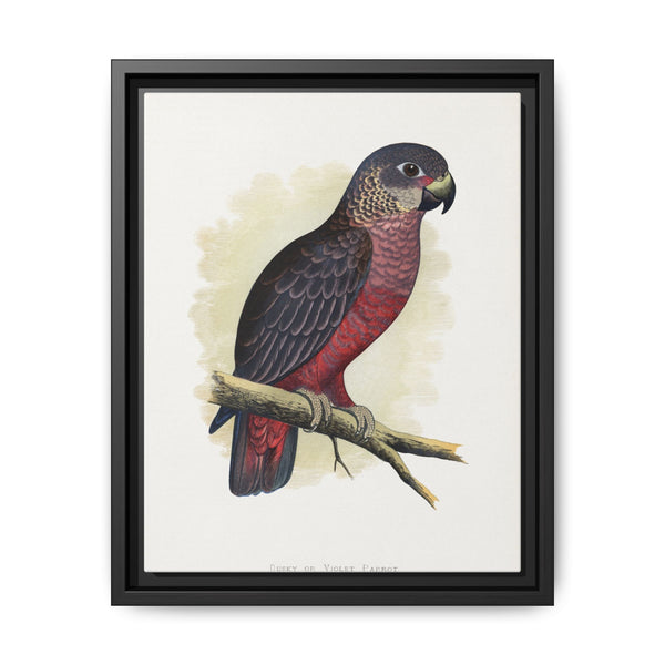 Dusky or Violet Parrot (Pionus fuscus) colored wood-engraved plate by Alexander Francis Lydon. - NOMADEN ART GALLERY