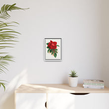 Red rose, Alfred Colomb lithograph. Digitally enhanced from our own original 1900 edition plates of Botanical Specimen published by Rochester Lithographing