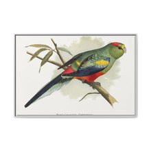Many-Coloured Parrakeet (Psephotellus varius) colored wood-engraved plate by Alexander Francis Lydon - NOMADEN ART GALLERY