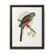 Beautiful or Paradise Parrakeet (Psephotus pulcherrimus) colored wood-engraved plate by Alexander Francis Lydon - NOMADEN ART GALLERY