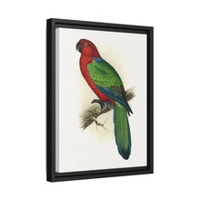Red Shining Parrakeet (Prosopeia tabuensis) colored wood-engraved plate by Alexander Francis Lydon