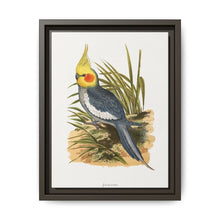 Cockatiel (Nymphicus hollandicus) colored wood-engraved plate by Alexander Francis Lydon - NOMADEN ART GALLERY