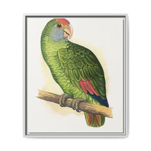 Dufresne's Amazon (Amazona dufresniana) colored wood-engraved plate by Alexander Francis Lydon - NOMADEN ART GALLERY