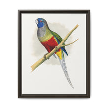 Blue Bonnet Parrakeet (Northiella haematogaster) colored wood-engraved plate by Alexander Francis Lydon. - NOMADEN ART GALLERY