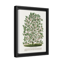 Hardy Magnolia tree lithograph. Digitally enhanced from our own original 1900 edition plates of Botanical Specimen published by Rochester Lithographing - NOMADEN ART GALLERY