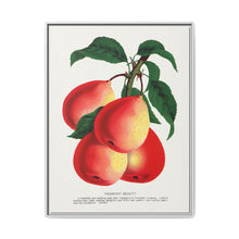 Vermont Beauty pear lithograph. Digitally enhanced from our own original 1900 edition plates of Botanical Specimen published by Rochester Lithographing - NOMADEN ART GALLERY