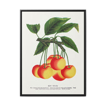 Gov Wood cherry lithograph. Digitally enhanced from our own original 1900 edition plates of Botanical Specimen published by Rochester Lithographing - NOMADEN ART GALLERY