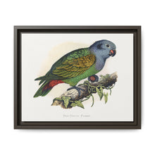 Red-Vented Parrot (Amazona martinicana) colored wood-engraved plate by Alexander Francis Lydon - NOMADEN ART GALLERY