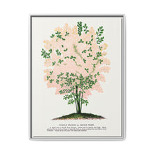 Purple Fringe tree lithograph. Digitally enhanced from our own original 1900 edition plates of Botanical Specimen published by Rochester Lithographing - NOMADEN ART GALLERY