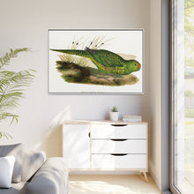 Green Ground Parrot (Pezoporus wallicus) colored wood-engraved plate by Alexander Francis Lydon