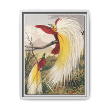 Birds of Paradise: Vintage Natural History Art by Benjamin Fawcett (1808 - 1893) - NOMADEN ART GALLERY