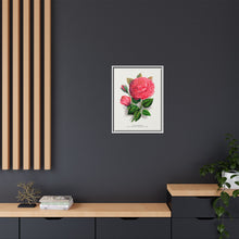 Pink rose, Anna De Diesbach lithograph. Digitally enhanced from our own original 1900 edition plates of Botanical Specimen published by Rochester Lithographing