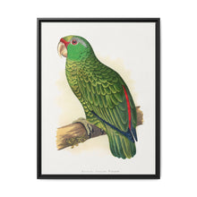 Many-Coloured Parrakeet (Psephotellus varius) colored wood-engraved plate by Alexander Francis Lydon - NOMADEN ART GALLERY