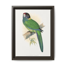 Yellow-Naped Parrakeet (Platycercus Baueri) colored wood-engraved plate by Alexander Francis Lydon. - NOMADEN ART GALLERY