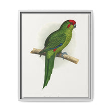 New Zealand Parrakeet (Cyanoramphus novaezelandiae) colored wood-engraved plate by Alexander Francis Lydon - NOMADEN ART GALLERY