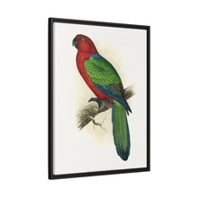 Red Shining Parrakeet (Prosopeia tabuensis) colored wood-engraved plate by Alexander Francis Lydon