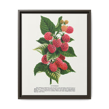 Cuthbert raspberry lithograph. Digitally enhanced from our own original 1900 edition plates of Botanical Specimen published by Rochester Lithographing - NOMADEN ART GALLERY