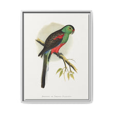 Beautiful or Paradise Parrakeet (Psephotus pulcherrimus) colored wood-engraved plate by Alexander Francis Lydon - NOMADEN ART GALLERY