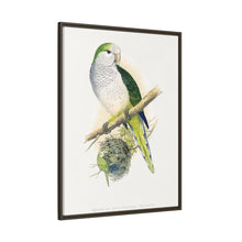 Quaker or Grey-breasted Parrakeet (Myiopsitta monachus) colored wood-engraved plate by Alexander Francis Lydon