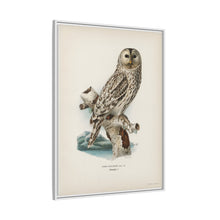 Strix uralensis ♀ illustrated by the von Wright brothers from our own 1929 folio version of Svenska Fåglar Efter Naturen Och Pa Sten Ritade - NOMADEN ART GALLERY