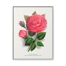 Pink rose, Anna De Diesbach lithograph. Digitally enhanced from our own original 1900 edition plates of Botanical Specimen published by Rochester Lithographing - NOMADEN ART GALLERY