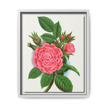 Pink rose, Salet Moss lithograph. Digitally enhanced from our own original 1900 edition plates of Botanical Specimen published by Rochester Lithographing - NOMADEN ART GALLERY