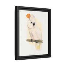Great Salmon-Crested Cockatoo (CACATUA MOLUCCENSIS) colored wood-engraved plate by Alexander Francis Lydon. - NOMADEN ART GALLERY