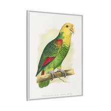 Double-Fronted or Le Vaillant's Amazon (Amazona oratrix) colored wood-engraved plate by Alexander Francis Lydon.