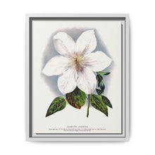 Clematis flower lithograph. Digitally enhanced from our own original 1900 edition plates of Botanical Specimen published by Rochester Lithographing - NOMADEN ART GALLERY