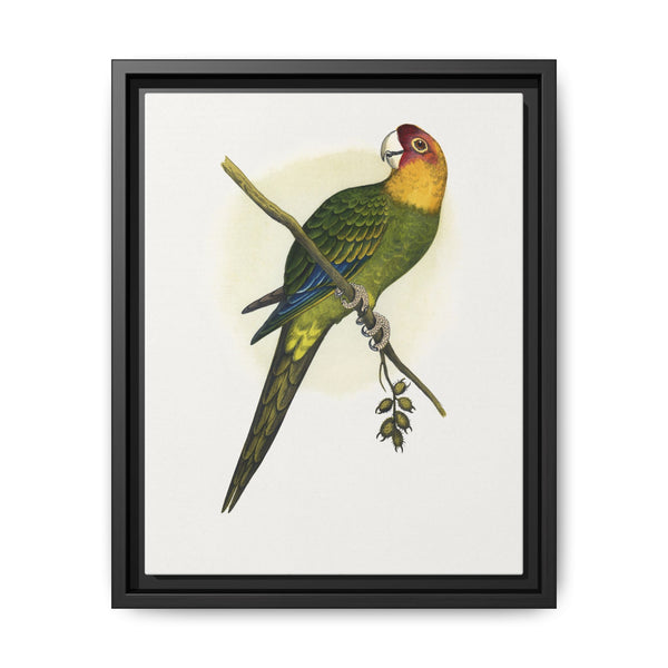 Carolina Parrot (Conuropsis carolinensis) colored wood-engraved plate by Alexander Francis Lydon. - NOMADEN ART GALLERY