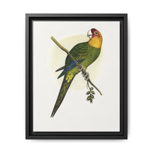 Carolina Parrot (Conuropsis carolinensis) colored wood-engraved plate by Alexander Francis Lydon. - NOMADEN ART GALLERY
