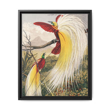 Birds of Paradise: Vintage Natural History Art by Benjamin Fawcett (1808 - 1893) - NOMADEN ART GALLERY